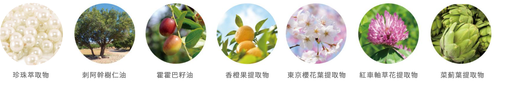 成分説明